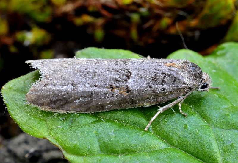 Tortricidae del momento